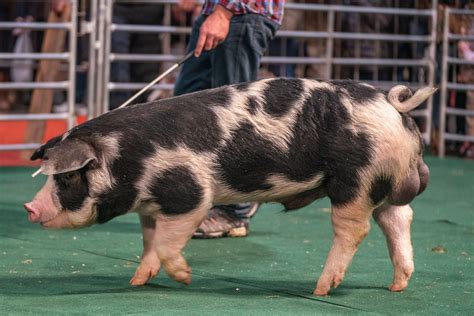 spotted poland china hogs